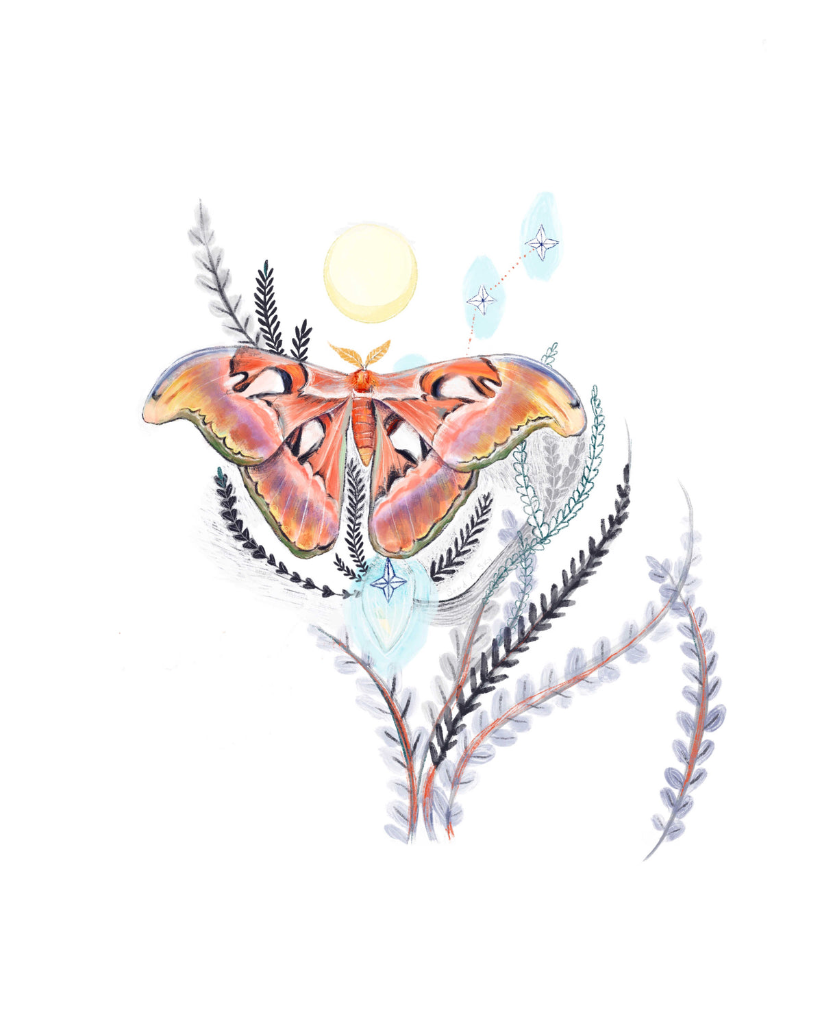 Atlas Moth Fine Art Print